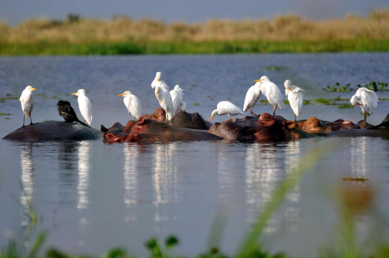 Victoria Lake View Guesthouse & Safaris عنتيبي المظهر الخارجي الصورة
